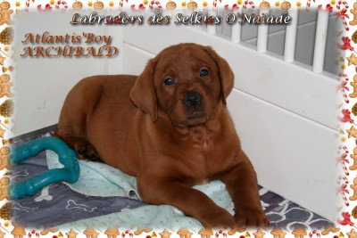 ATLANTIS'BOY ARCHIBALD DES SELKIES O'NAÏADE