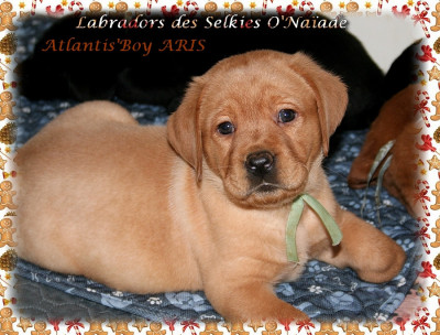 ATLANTIS'BOY ARIS DES SELKIES O'NAÏADE