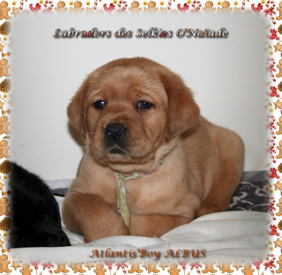 ATLANTIS'BOY ALBUS DES SELKIES O'NAÏADE