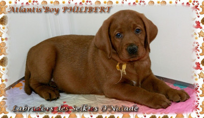 ATLANTIS'BOY PHILIBERT DES SELKIES O'NAÏADE