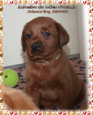 ATLANTIS'BOY ADONIS DES SELKIES O'NAÏADE