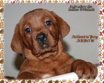 ATLANTIS'BOY ARROW DES SELKIES O'NAÏADE