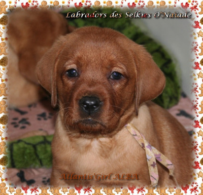 ATLANTIS'GIRL ALBA DES SELKIES O'NAÏADE