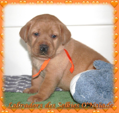 Amber's Red Heart RILEY des Selkies O'Naïade