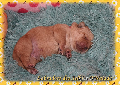 CHIOT