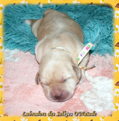 CHIOT