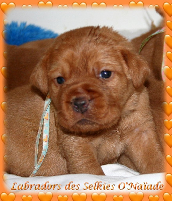 CHIOT