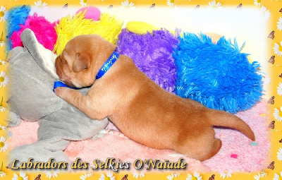 CHIOT