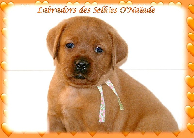 CHIOT