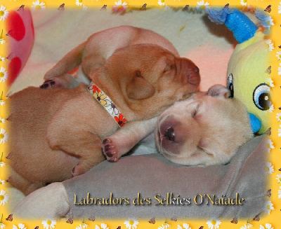 CHIOT