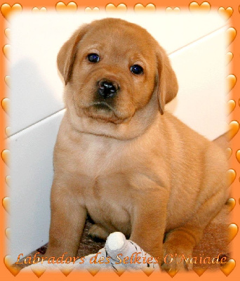 CHIOT