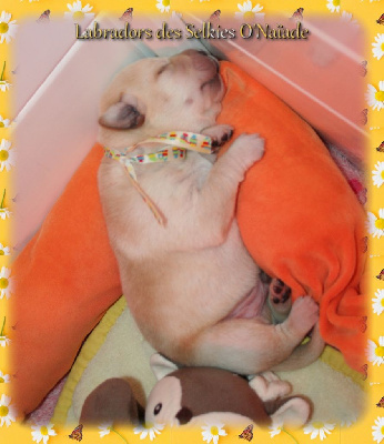 CHIOT
