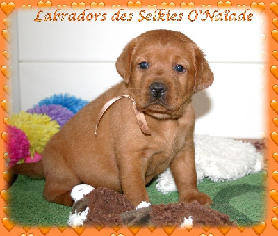 Amber's Red Heart APPYBOY des Selkies O'Naïade